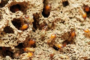 Termites crawling over a close-up of a termite nest