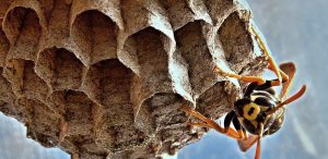 Wasp nest with wasp sitting on the nest