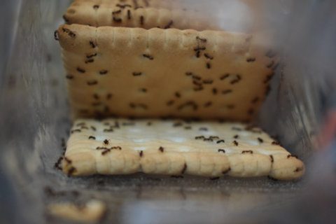 Ants crawling over biscuits in a biscuit packet