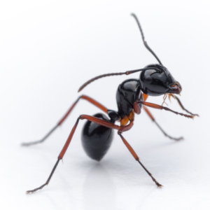 Black ant sitting up