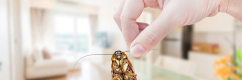 Cockroach held by its antenae with a hand, kitchen in the background