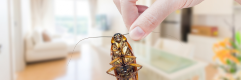 Underside of a cockroach held by a hand