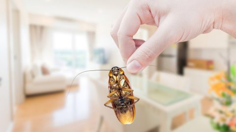 Cockroach held by a hand seeing the underside of the cockroach, kitchen in the background